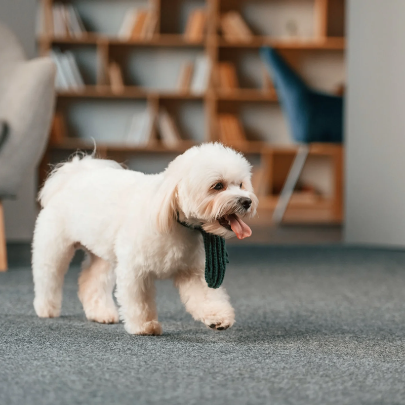 Maltese dog in a Shakopee MN home with pet friendly carpet