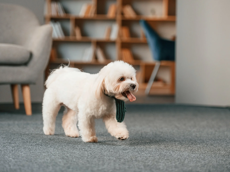 Maltese dog in a home with pet friendly carpet