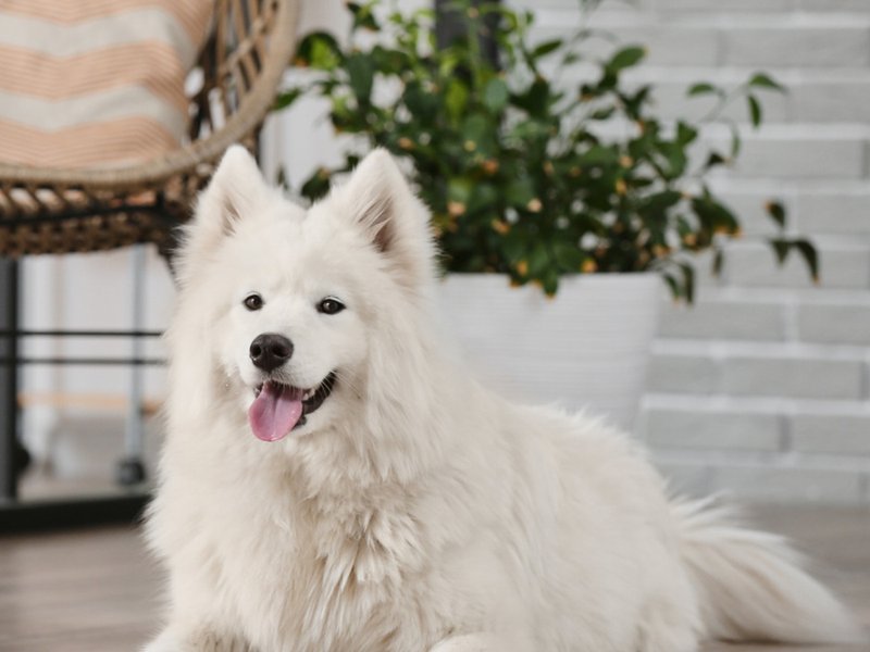Dog on a pet friendly LVP floor