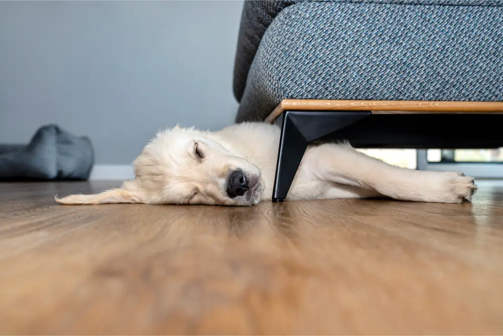 Dog sleeping on a pet friendly floor