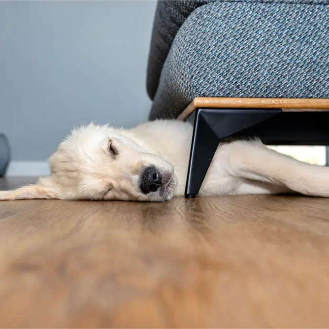 Dog sleeping on a pet friendly floor